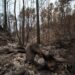 El incendio forestal de Tenerife continúa activo. En la imagen, zona forestal situada en el municipio de Los Realejos quemada por el incendio que afecta al norte de la isla. EFE/Ramón de la Rocha