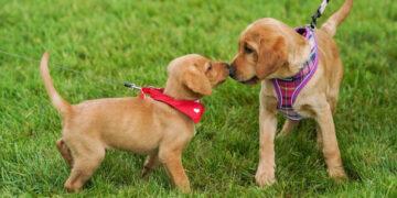 Cachorros (Créditos: Getty Images)