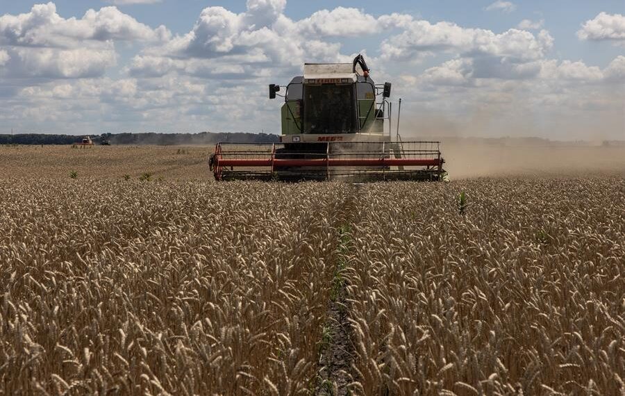 Vista de un cultivo de trigo cerca a la ciudad ucraniana de Obukhiv, el 26 de julio de 2022. EFE/Roman Pilipey