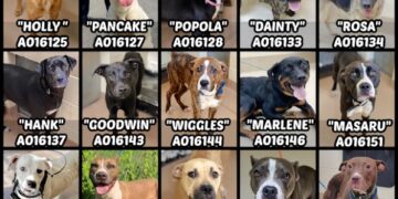 Algunos de los perros que necesitan adopción urgente (Fuente: Clayton County Animal Control)