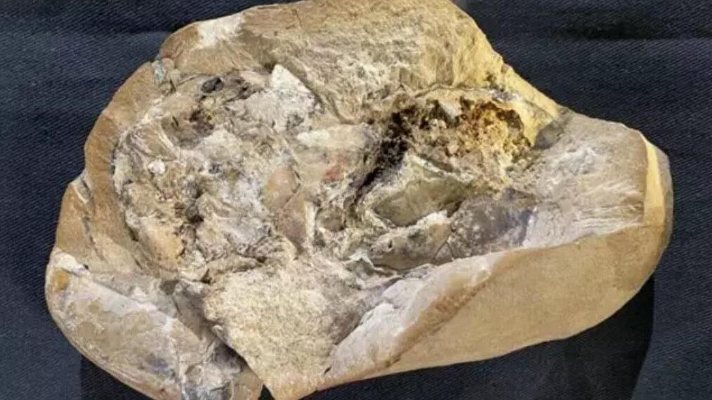 Imagen del corazón fosilizado (Fuente: Curtin University)