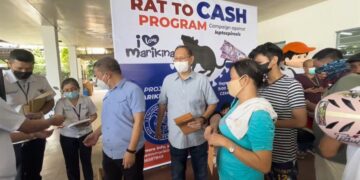 Los vecinos de Mariquina, al noroeste de Metro Manila, han podido durante los tres últimos días embolsarse más de 3 euros por cada rata que cazaran gracias a un programa municipal. EFE/Rolex dela Pena.