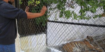 Un tigre de Bengala descansa hoy en un Zoológico de la fronteriza Ciudad Juárez, Chihuahua (México). EFE/ Luis Torres