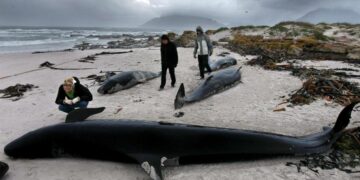 Ciudadanos contemplan los cuerpos sin vida de algunas de las ballenas que quedaron varadas en la playa. Fotografía de archivo. EFE/Nic Bothma