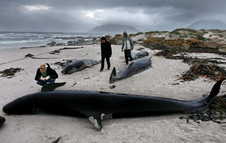 Ciudadanos contemplan los cuerpos sin vida de algunas de las ballenas que quedaron varadas en la playa. Fotografía de archivo. EFE/Nic Bothma