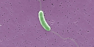 Ilustración de la bacteria Vibrio vulnificus (Créditos: Getty iamges)