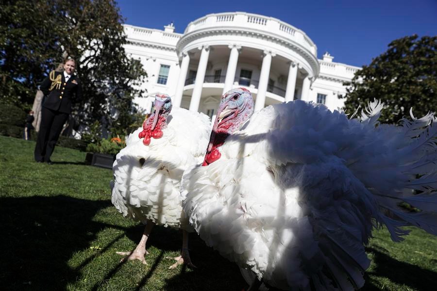 'Chocolate' y 'Chip' caminan en el South Lan de la Casa Blanca después de que el presidente Joe Biden los indultó por Acción de Gracias.