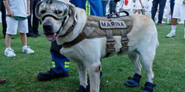 Frida falleció siendo una de las más importantes rescatistas caninas de México (Difusión)