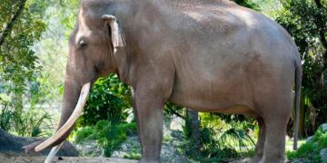 El elefante asiático Dalip, en el Zoológico de Miami, Florida (EE UU).ZOO MIAMI / FACEBOOK