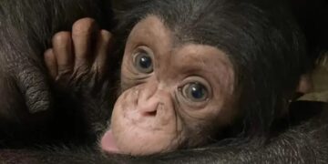 El bebé chimpancé, Kucheza, se volvió popular en internet gracias a sus fotografías (Foto: FOX Weather)