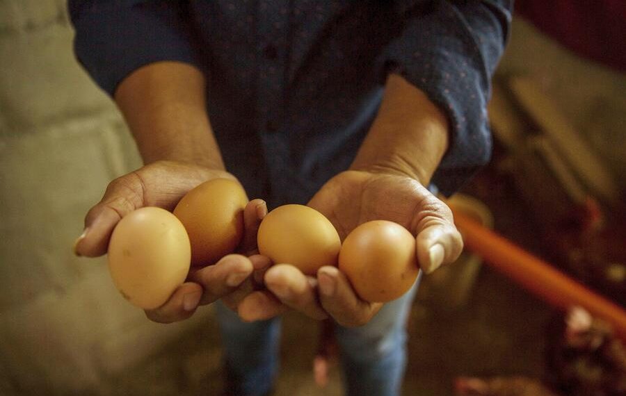 Un productor mientras enseña unos huevos de gallinas, en una fotografía de archivo. EFE/Esteban Biba