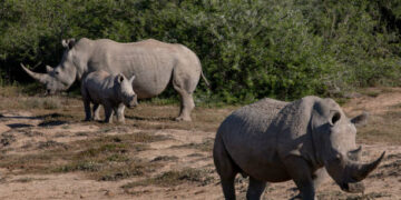 La caza furtiva en Sudáfrica ha diezmado la población de rinocerontes en las reservas naturales (Créditos: Getty Images)