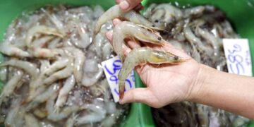 Ecuador es el segundo exportador de camarón más grande del mundo (Foto: EFE)