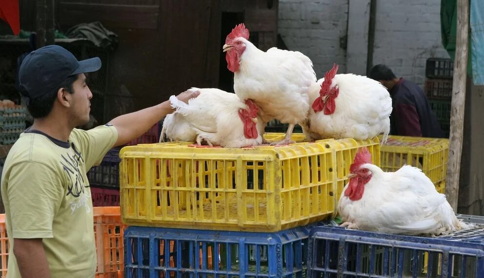 La menor se habría contagiado luego de tener contacto directo con aves de corral portadoras del virus de la gripe aviar (Foto: Andina)