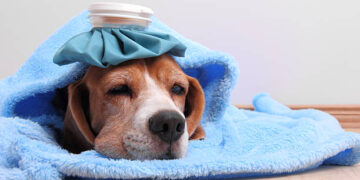 Los servicios de animales lanzaron la alerta por distintos casos de gripe canina (Foto: Getty Images)