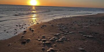 La gran presencia de medusas ha puesto en alerta a los veraneantes en Uruguay