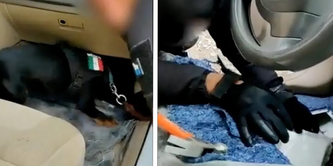 El can logró hacer el descubrimiento de la droga escondida dentro de un vehículo (Foto: Fiscalía General de la República)