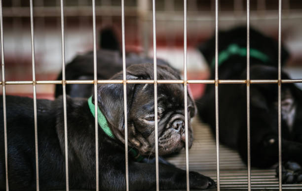La venta de animales está sancionada en las redes de Meta (Foto: Getty Images)