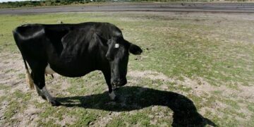 Una vaca permanece en la rivera del lecho seco de un lago en el departamento de Florida, Uruguay (Foto: EFE)