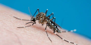 El mosquito Aedes aegypti es el principal transmisor del chikunguña (Foto: Getty Images)