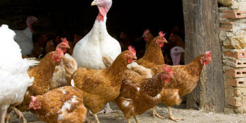 Desde el año pasado se han reportado casos de gripe aviar en distintos países de América (Foto: Getty Images)