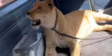 La leona fue llevada a un refugio mientras se resuelve el caso (Foto: Twitter @Clau_Avis)