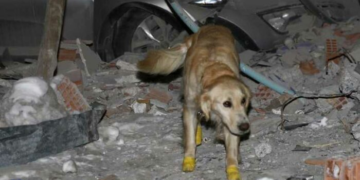 Kopuk es uno de los perro rescatistas que fueron enviados a Turquía para ayudar con la búsqueda de personas atrapadas (Twitter)