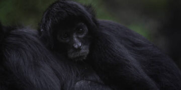 En total son 108 los primates que fueron rescatados por las autoridades (Foto: Getty Images)