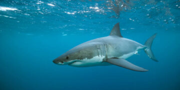 Previamente ya se habían registrado otros ataques de tiburones en el área (Foto Referencial: Getty Images)