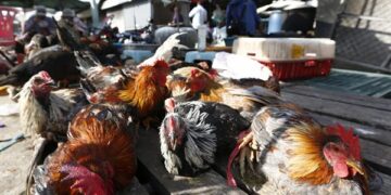 Se han reportado distintos casos de gripe aviar en varias especies de animales, incluidos mamíferos (Foto: EFE)