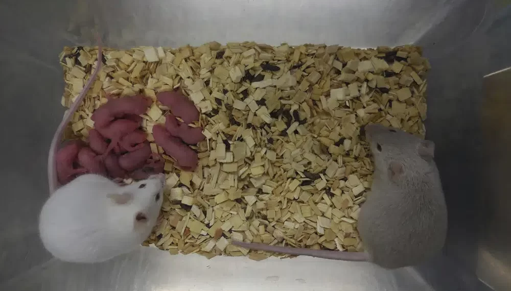 Por primera vez, los científicos han creado crías de ratón a partir de dos machos.(Katsuhiko Hayashi via AP)