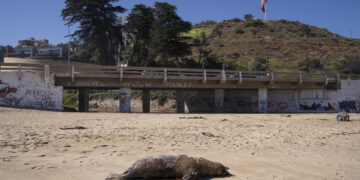 Fotografía de un lobo marino muerto en la playa de Reñaca hoy, en Viña del Mar (Chile). EFE/Adriana Thomasa