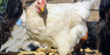 El virus H5N1 o “gripe aviar” se puede transmitir desde aves o mamíferos marinos al ser humano, pero no se conocen casos de contagios de humano a humano. (La Noticia)