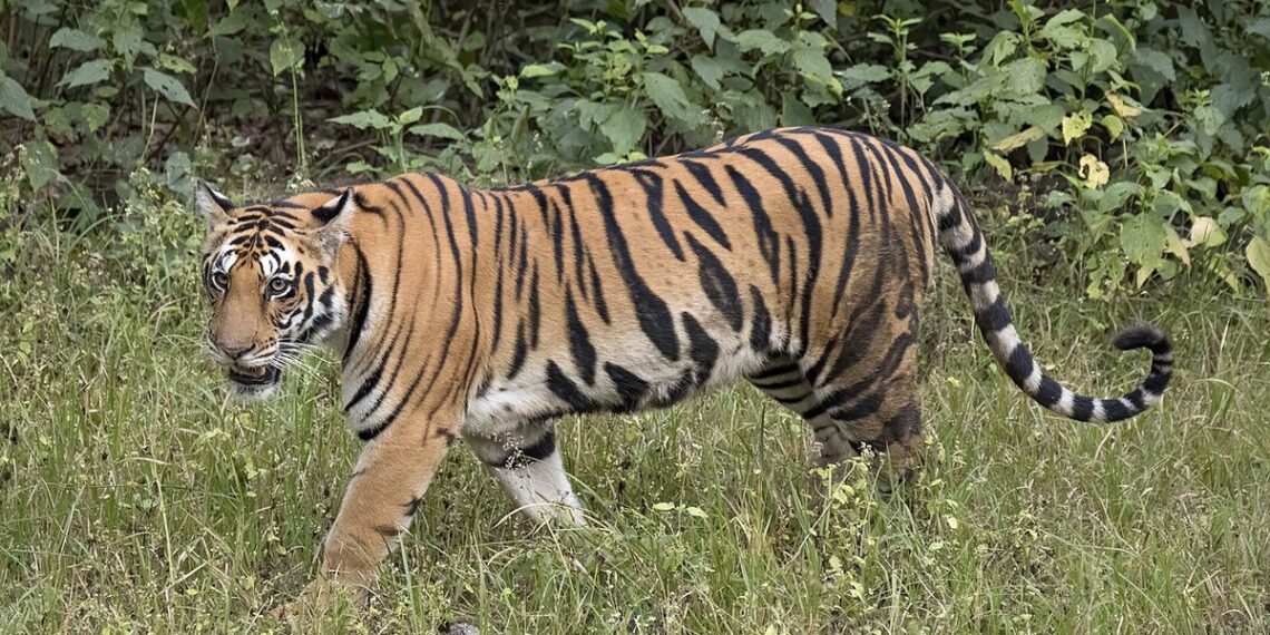 Ambos tigres fueron localizados (Foto:( Charles James Sharp/CC por 4.0)