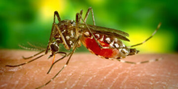 Si se puede bajar el nivel de infección por el virus del dengue, es decir, la carga viral, se evita la severidad; incluso se evita la sintomatología. (Foto: CDC)