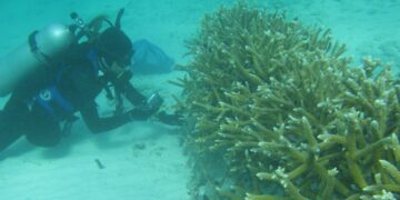Buque dañó con el ancla una zona de corales que se ubica entre dos áreas naturales protegidas que están en Puerto Morelos. Crédito: Referencial / BID