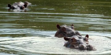 Luego de la caída del cartel de Escobar, los hipopótamos quedaron libres (Foto: EFE)