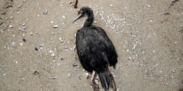 Fotografía de una ave marina muerta en una playa al sur de Lima (Perú). EFE/ Paolo Aguilar