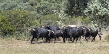 Toros de lidia en la zona de Bailén (Andalucía, sur de España). EFE/José Manuel Pedrosa