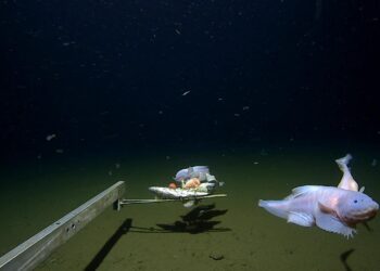 Dos ejemplares de pez caracol, llamados Pseudoliparis belyaevi, capturados a 8.022 metros, los primeros peces recogidos a estas profundidades. Grabados en la fosa submarina Izu-Ogasawara, costas de Japón Cedidas por la Universidad de Australia Occidental.
