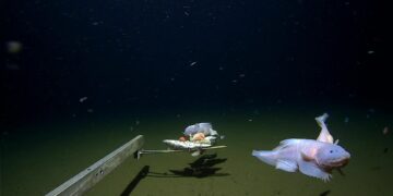 Dos ejemplares de pez caracol, llamados Pseudoliparis belyaevi, capturados a 8.022 metros, los primeros peces recogidos a estas profundidades. Grabados en la fosa submarina Izu-Ogasawara, costas de Japón Cedidas por la Universidad de Australia Occidental.