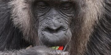 La gorila hembra más antigua conocida en el mundo 'Fatou' come una fresa de una canasta de alimentos, en su cumpleaños durante un evento de prensa en el Jardín Zoológico de Berlín, Alemania, este jueves. Fatou ha cumplido 66 años este 13 de abril de 2023.EFE/CLEMENS BILAN