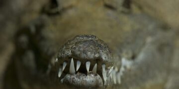 Detalle de la mandíbula de un cocodrilo de agua dulce en Gold Coast (Australia). Archivo EFE/Dave Hunt/PROHIBIDO SU USO EN AUSTRALIA Y NUEVA ZELANDA
[PROHIBIDO SU USO EN AUSTRALIA Y NUEVA ZELANDA/NO ARCHIVO]