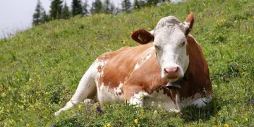 El Gobierno marroquí decidió suspender los aranceles sobre la importación de todo el ganado bovino (Foto: Diario de Oriente)