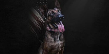 Figo, el oficial canino que fue disparado por un sospechoso de homicidio en octubre. La ley fue creada en su nombre. Foto: Georgia Police K9 Foundation