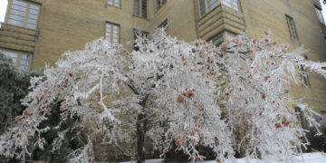Imagen de archivo de un árbol congelado con las ramas caídas por el peso del hielo en Toronto (Canadá). EFE/Gloria Nieto