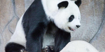 Foto de archivo de Lin Hui, el último espécimen panda cedido por China que quedaba en Tailandia, murió este miércoles a los 21 años en un zoológico de Chiang Mai, en el norte del país, sin que aún se conozcan las causas. EFE/ Zoológico De Chiang Mai SOLO USO EDITORIAL/SOLO DISPONIBLE PARA ILUSTRAR LA NOTICIA QUE ACOMPAÑA (CRÉDITO OBLIGATORIO)