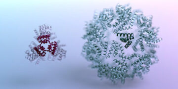 Ejemplos de arquitecturas de proteínas diseñadas mediante un programa informático que utiliza el aprendizaje por refuerzo. EFE/Ian Haydon/UW Medicine Institute for Protein Design.