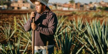 Agricultor mexicano en un campo de cultivo. Foto referencial: Pexels/@cristian-rojas