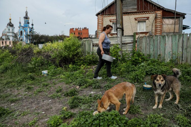 Olga alimenta a perros sin hogar en el pueblo de Bohorodychne, región de Donetsk. Eugen y su esposa Olga regresaron a Bohorodychne en enero, fueron de los primeros residentes en volver a casa. Bohorodyche tenía una población de aproximadamente 600 personas antes de la guerra. Solo 18 personas han regresado a sus casas hasta el momento.EFE/OLEG PETRASYUK